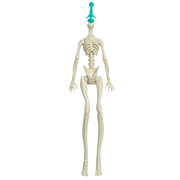 Monster High Skelita Calaveras Scaris Doll Replacement Skeleton Body Part